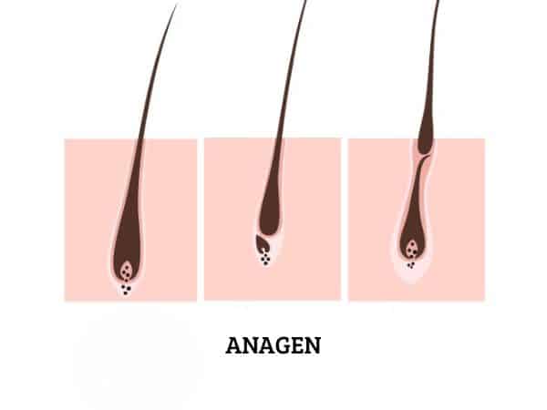 fase anagen del pelo