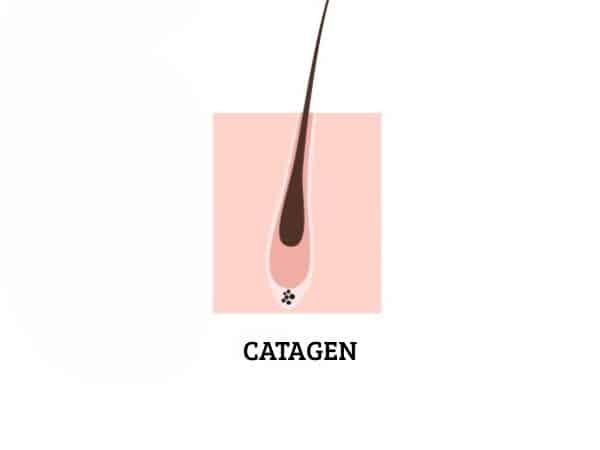 fase catagen pelo