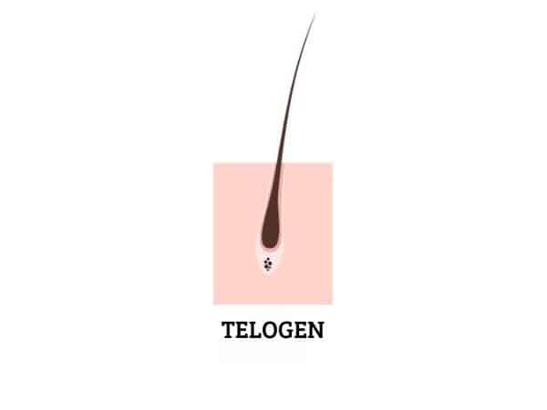 fase telogen pelo